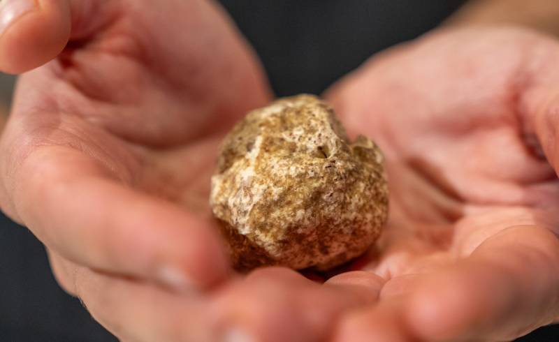 fieradeltartufo